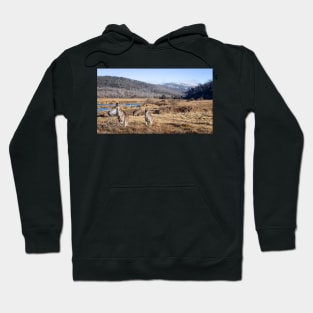 Kangaroos And Mountains Hoodie